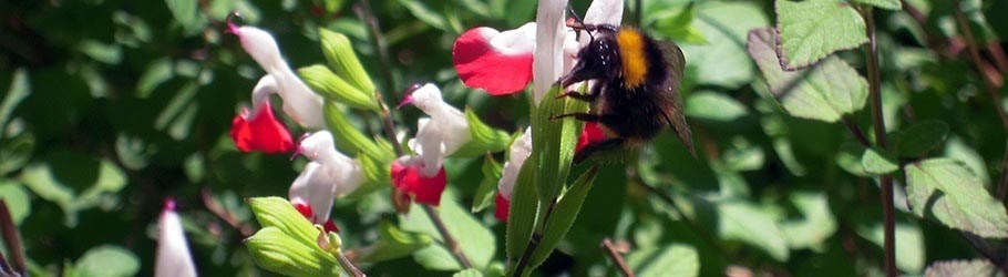 Un bourdon butinant une fleur dans le jardin des vacances nature