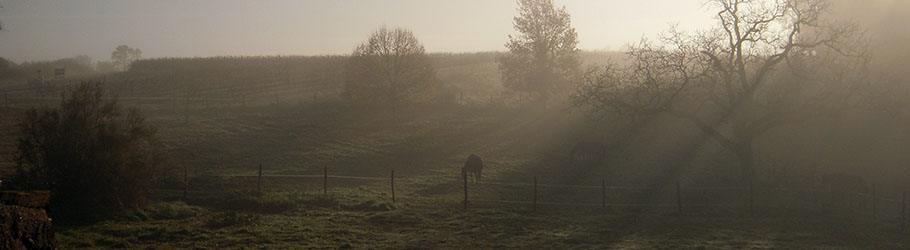 Les chevaux de la chambre d'hôtes aux champs en automne