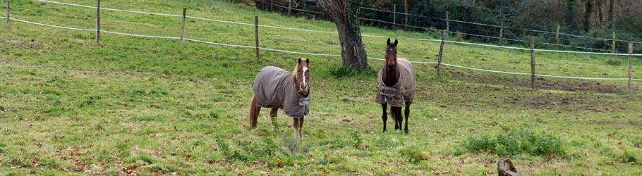 Die Pferde warten auf ihre Reitenfreunden vor einem Baum