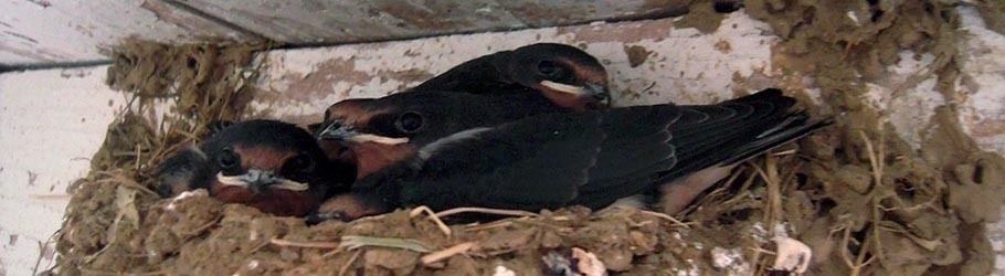 Nest of swallow in the horses’ stables