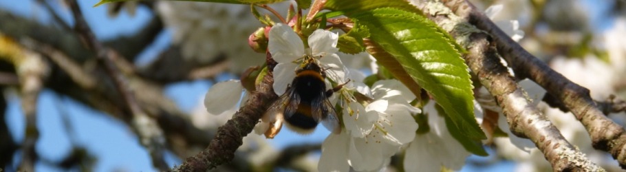 Bumblebee on a cherry flower